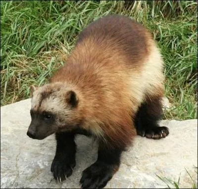 Considr comme l'animal le plus froce du Grand Nord...