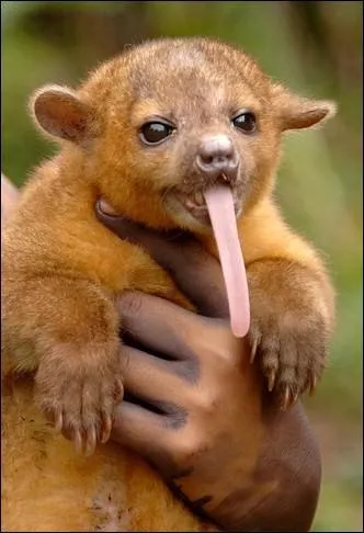 Il a une assez longue langue...