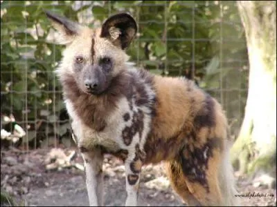 Endmique d'Afrique...