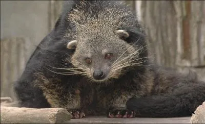 Vit en Asie tropicale...