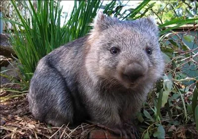 Endmique d'Australie...