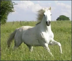 De quelle couleur est ce cheval ?