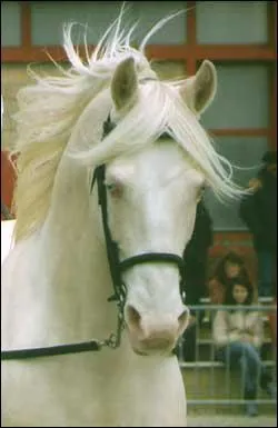 Un cheval blanc existe-t-il ?