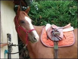 Quelle partie n'est pas sur la selle ?