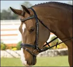 A quoi sert le filet ?