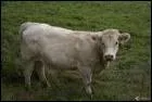 Quelle est cette race de vache ?