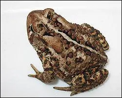 Comment le crapaud s'exprime-t-il ?