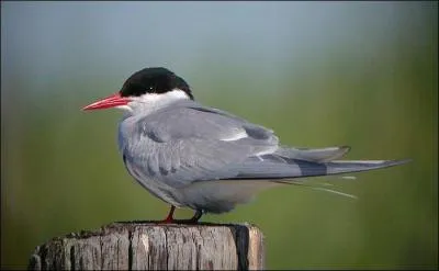 Je suis un des plus grand migrateurs