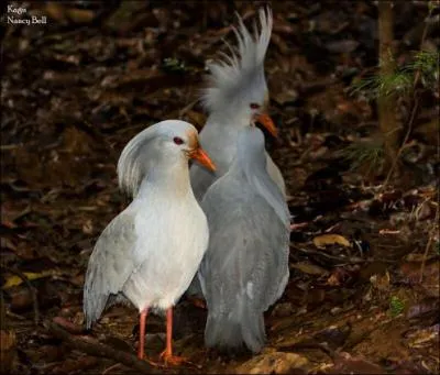 Je vis en Nouvelle-Caldonie