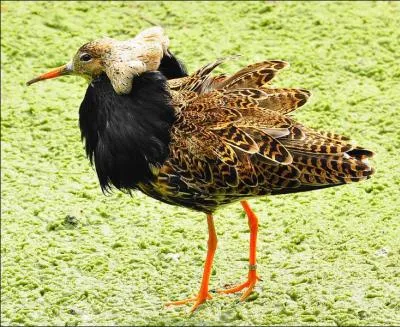 J'ai un superbe plumage