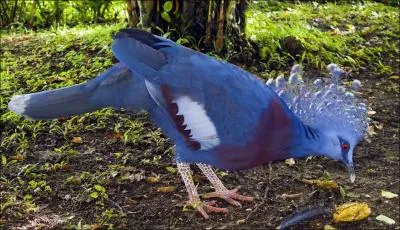 Je suis considr comme l'un des plus grands pigeons du monde