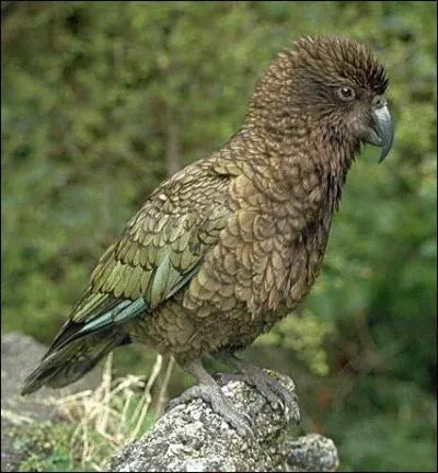 Je vis en Nouvelle-Zlande