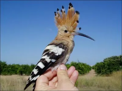 Possdant une huppe rectile, on me nomme