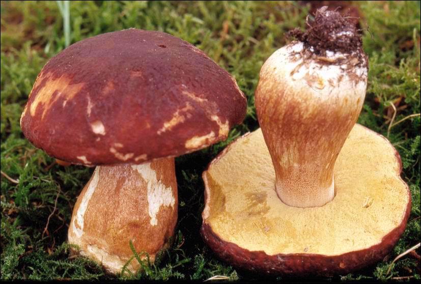 Ce champignon s'appelle un... ?