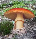 Ce champignon s'appelle une... ?