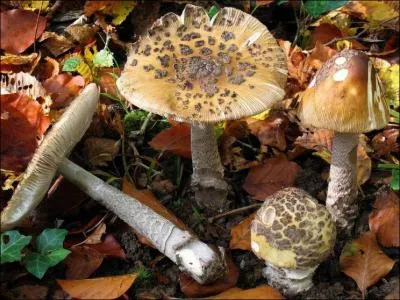 Ce champignon s'appelle une... ?