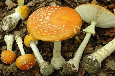 Ce champignon s'appelle une... ?