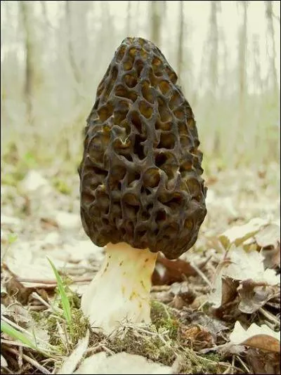 Ce champignon s'appelle un ou une... ?