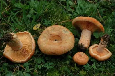 Ce champignon s'appelle un ou une... ?