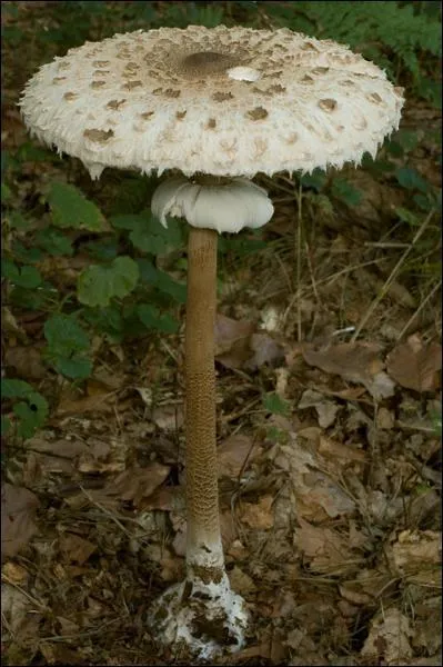 Ce champignon s'appelle une... ?