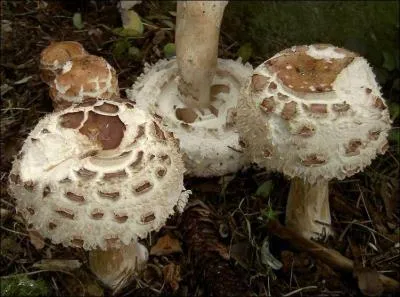 Ce champignon s'appelle une... ?