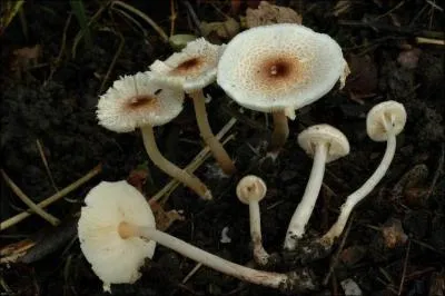 Ce champignon s'appelle une... ?