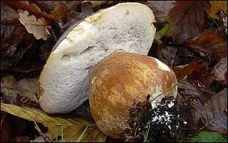 Ce champignon s'appelle un... ?