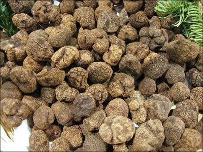 Ce champignon s'appelle une... ?