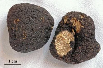 Ce champignon s'appelle une... ?