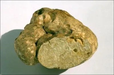 Ce champignon s'appelle une... ?