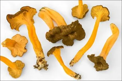 Ce champignon s'appelle une... ?