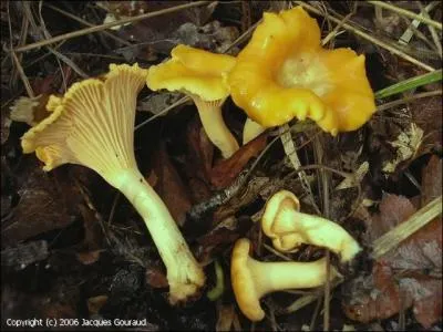 Ce champignon s'appelle une... ?