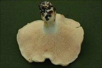 Ce champignon s'appelle un... ?