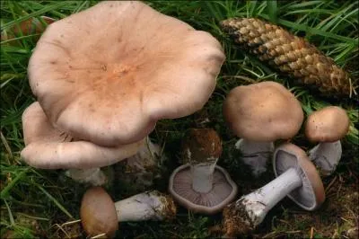 Ce champignon s'appelle un... ?