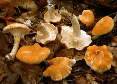 Ce champignon s'appelle un... ?