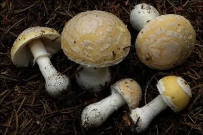 Ce champignon s'appelle une... ?