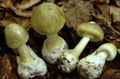 Ce champignon s'appelle une... ?