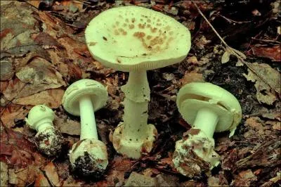 Ce champignon s'appelle une... ?