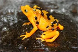 Endmique du Panama, je suis trs menace et nous pouvons communiquer entre nous par des gestes de pattes