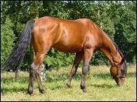 Reconnaissez la robe de ce cheval.