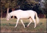 Reconnaissez la robe de ce cheval.