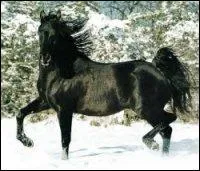 Reconnaissez la robe de ce cheval.