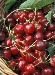 Combien recense-t-on ,  ce jour, d'espces de cerises ?