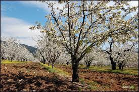 Selon la lgende, de quel pays proviendrait l'anctre du cerisier ?