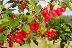 A la mme poque, quel nom familier donnait-on  ces fruits ?