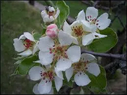 De quelle couleur est la fleur du cerisier  fruits ?