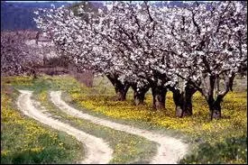 Une plantation de cerisiers s'appelle ... .