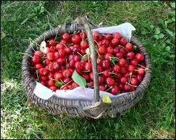 Selon de rcentes recherches , quelle espce , consomme frache serait bonne pour le coeur ?