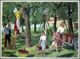 En France , en gnralit, la cueillette des cerises se fait en ... .