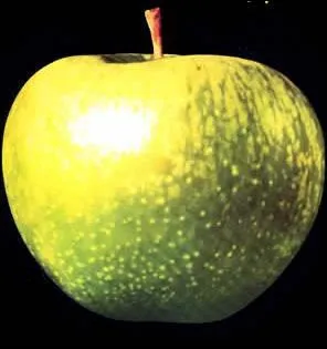 Ce fruit reprsente un groupe. Lequel ?